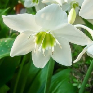 lillyflower2003
