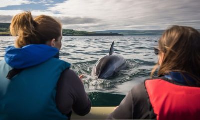Dolphin Discovery