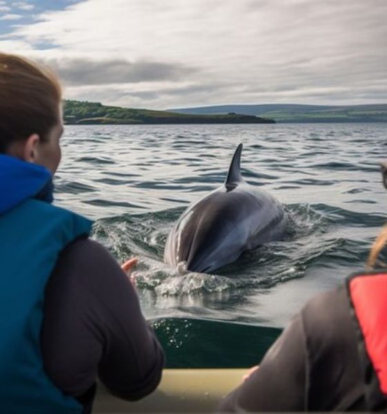 Dolphin Discovery