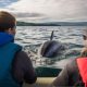 Dolphin Discovery