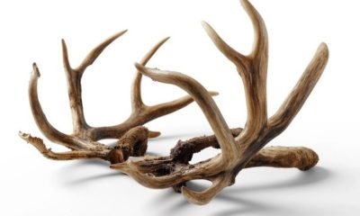Sawbuck Halves Crossword Clue