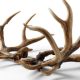 Sawbuck Halves Crossword Clue