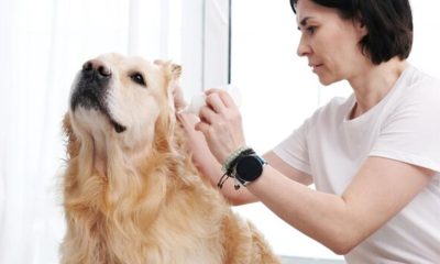 Gentaved Topical Spray