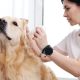 Gentaved Topical Spray