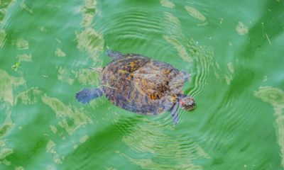 Pond Organism NYT