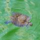 Pond Organism NYT